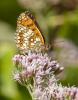 Melitaea sp.